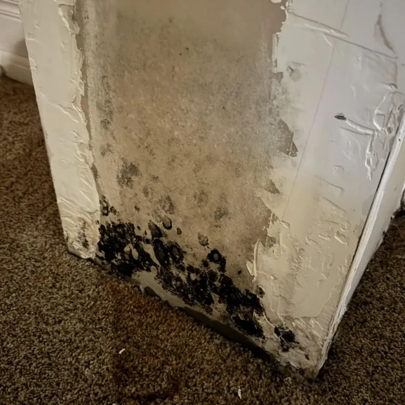 Professional Mold Removal in Clinch County, GA